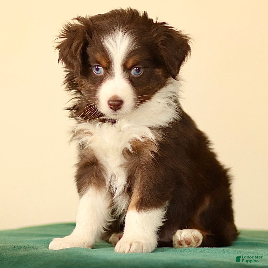 Miniature Australian Shepherd dogs for sale: Iona - Ad 2