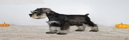 Miniature Schnauzer dogs for sale: Dakota - Ad 3