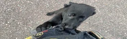 Mixed Breed dogs for sale: Girl 2 - Ad 2