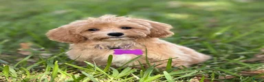 Sadie