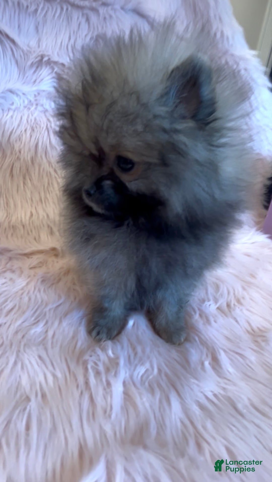 Pomeranian dogs for sale: Penny AKC Registered FULL RIGHTS - Ad 22