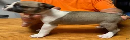 Boston Terrier dogs for sale: Boston Terrier 7 - Little Louie  - Ad 3