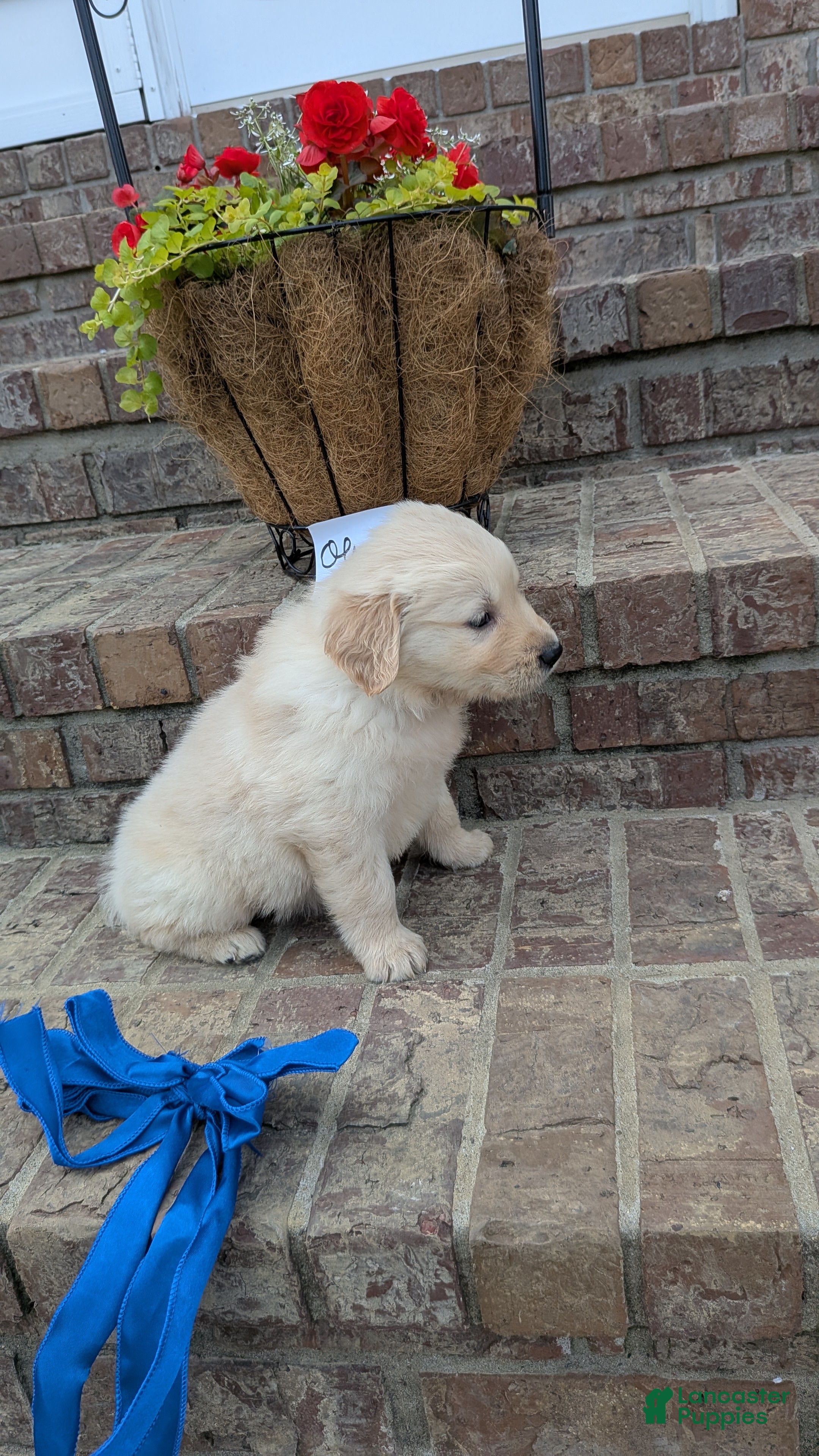 Golden Retriever dogs Olson, AKC - Ad 2