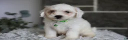Maltipoo dogs for sale: Frankie - Ad 12