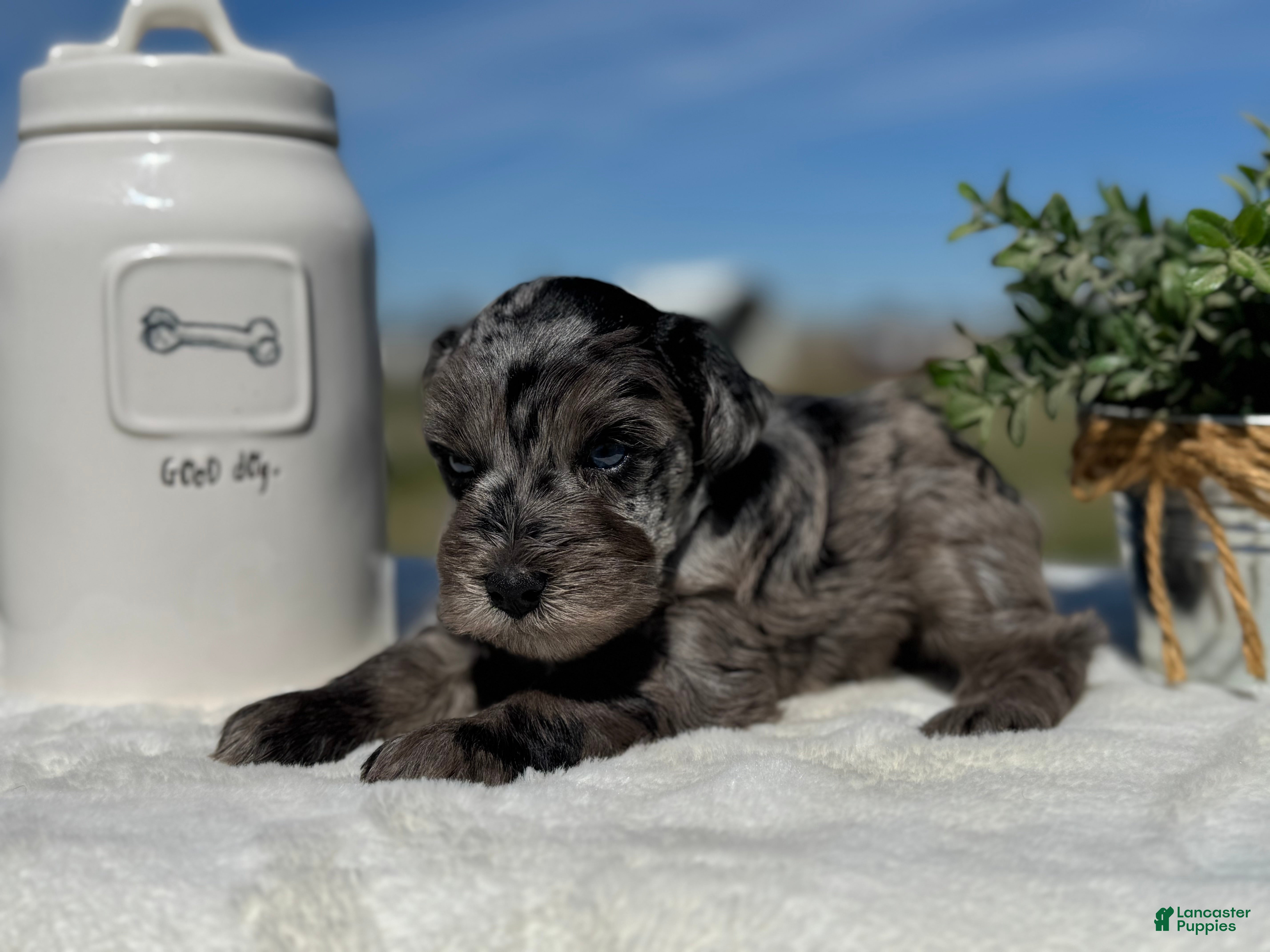 Miniature Schnauzer dogs Iceman - Ad 2