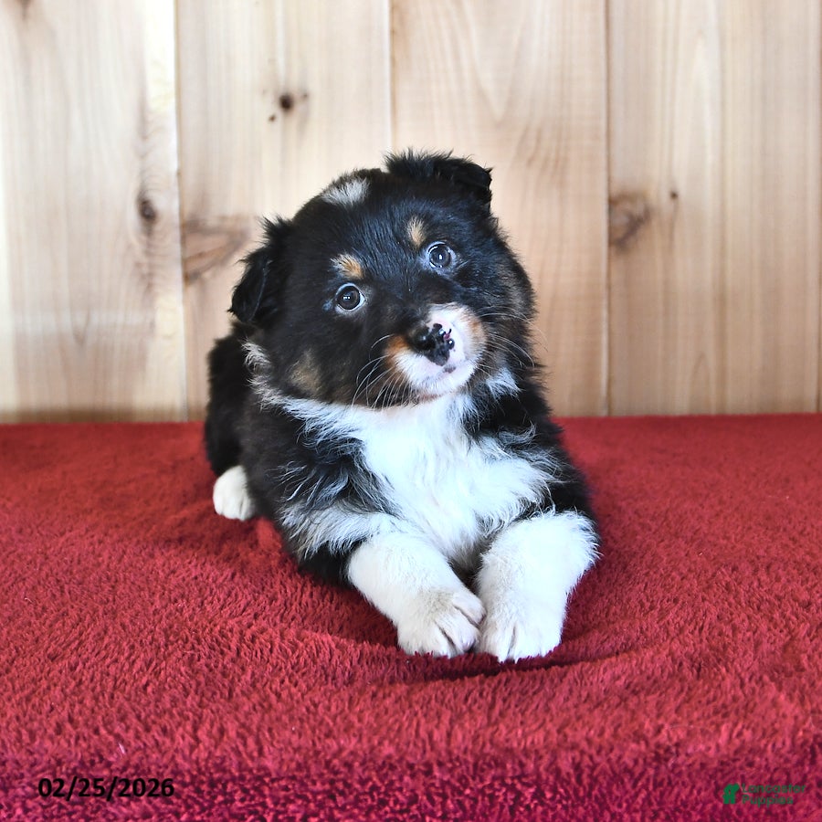 Australian Shepherd dogs Sage - Ad 2