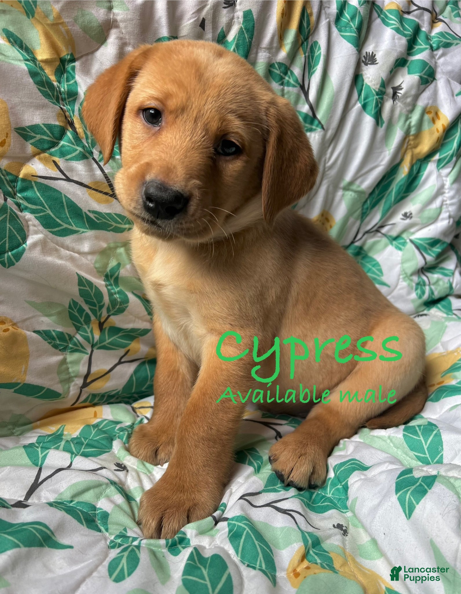 Labrador Retriever dogs Cypress - Ad 31