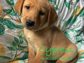 Labrador Retriever dogs Cypress - Ad 31