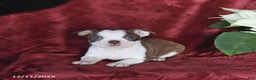 Boston Terrier dogs for sale: Bonnie - Ad 3