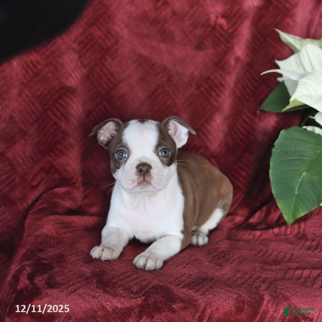 Boston Terrier dogs for sale: Bonnie - Ad 3