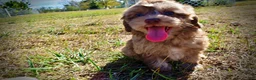 Havapoo dogs for sale: Porsha - Ad 16