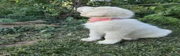 Great Pyrenees dogs for sale: Keilah  - Ad 8