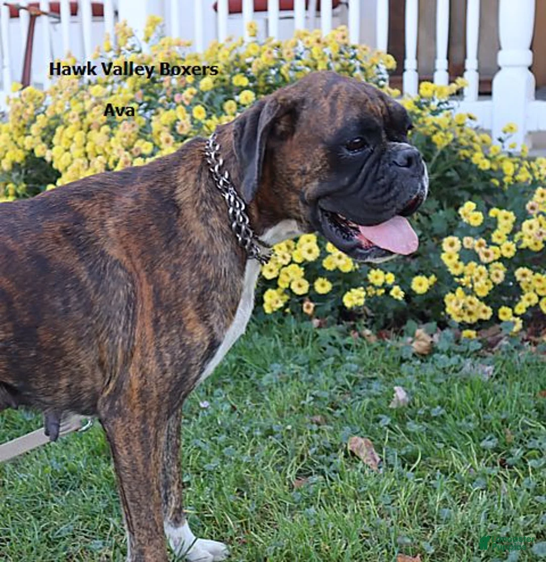Boxer dogs for sale: Gemma - Champ lines - Ad 4