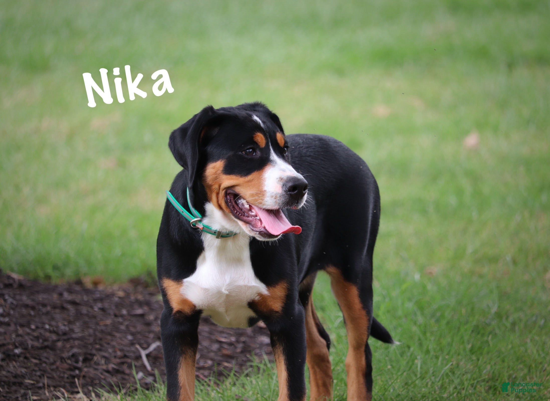 Greater Swiss Mountain Dog dogs Nika - Ad 2