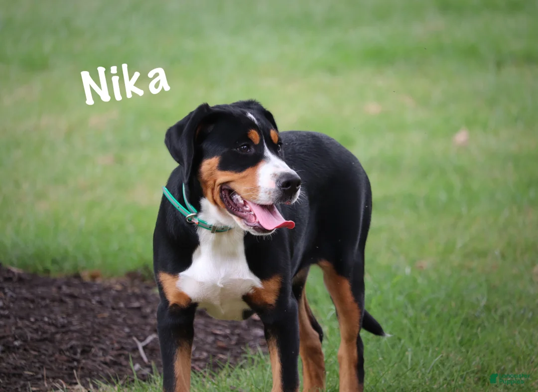 Greater Swiss Mountain Dog dogs for sale: Nika - Ad 2
