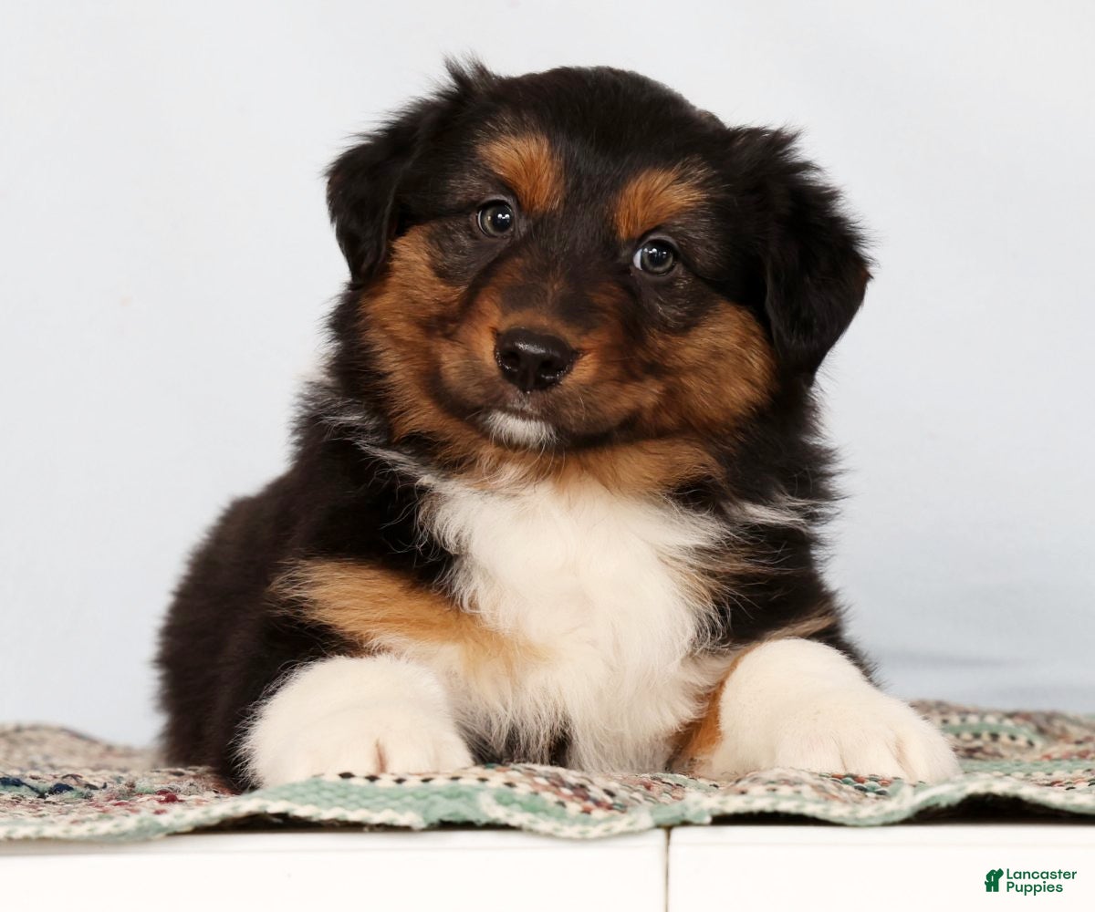 Australian Shepherd dogs Jesse - Ad 2