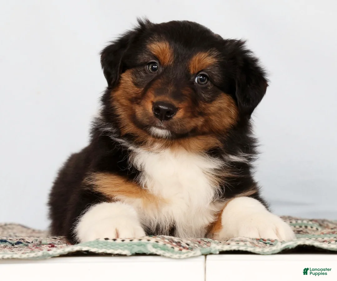 Australian Shepherd dogs for sale: Jesse - Ad 2