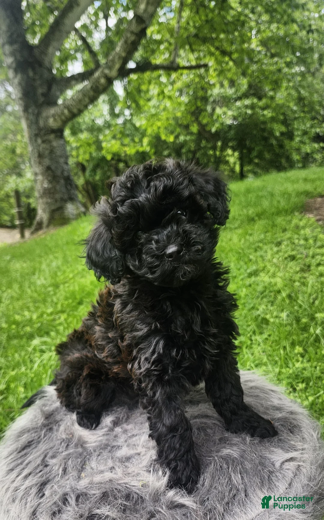 Cavapoo dogs for sale: Raven  - Ad 1