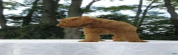 Goldendoodle dogs for sale: Rosie - Ad 10