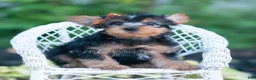 Yorkshire Terrier dogs for sale: Fizzlepop - Ad 2