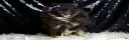 Pomeranian dogs for sale: Puffy - Ad 8