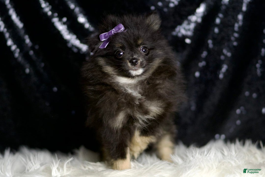 Pomeranian dogs for sale: Puffy - Ad 8