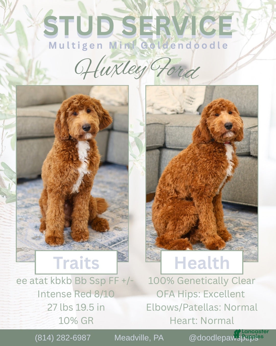 Mini Goldendoodle dogs Ford for Stud Service - Ad 41