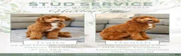 Mini Goldendoodle dogs for stud: Ford for Stud Service - Ad 1
