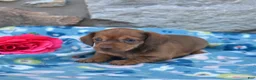 Miniature Dachshund dogs for sale: Stella - Ad 6