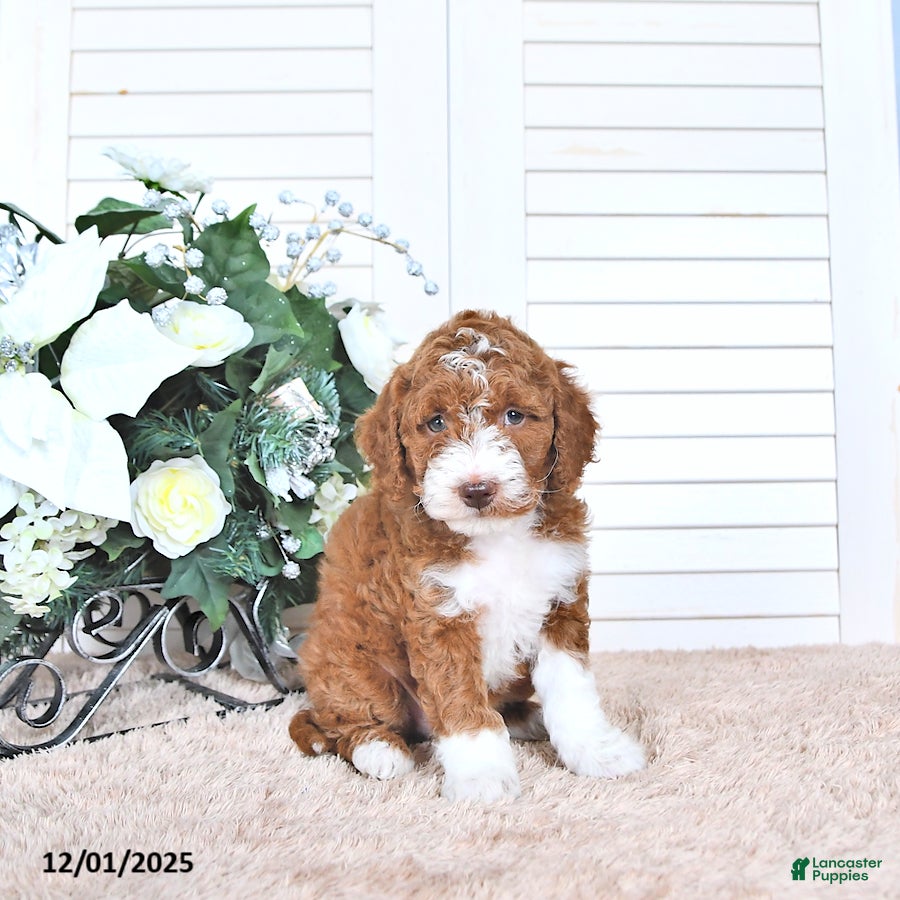 Mini Goldendoodle dogs Justin - Ad 37