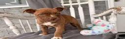 Mixed Breed dogs for sale: Rainbow - Ad 2