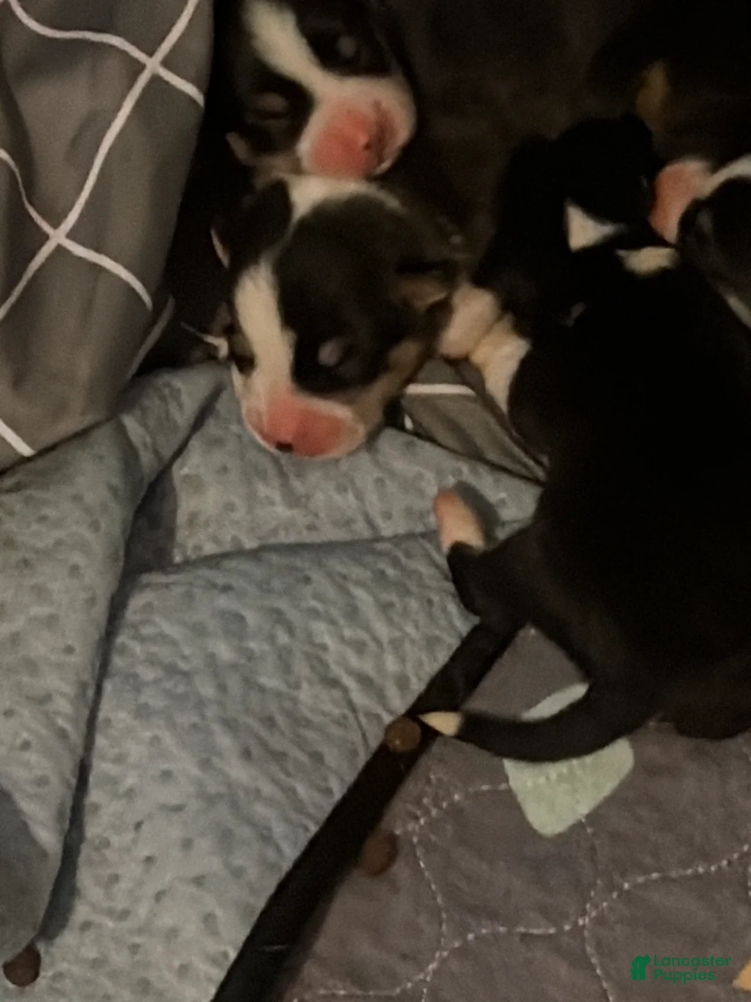 Welsh Corgi Pembroke dogs for sale: Welsh Corgi Pembroke Puppy 4 - Ad 1