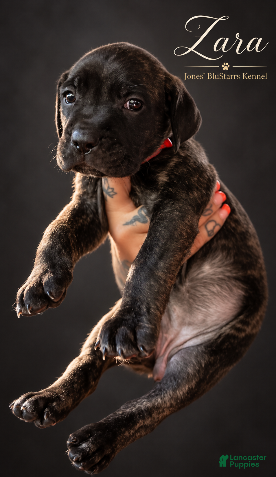 Cane Corso dogs Zara - Ad 1