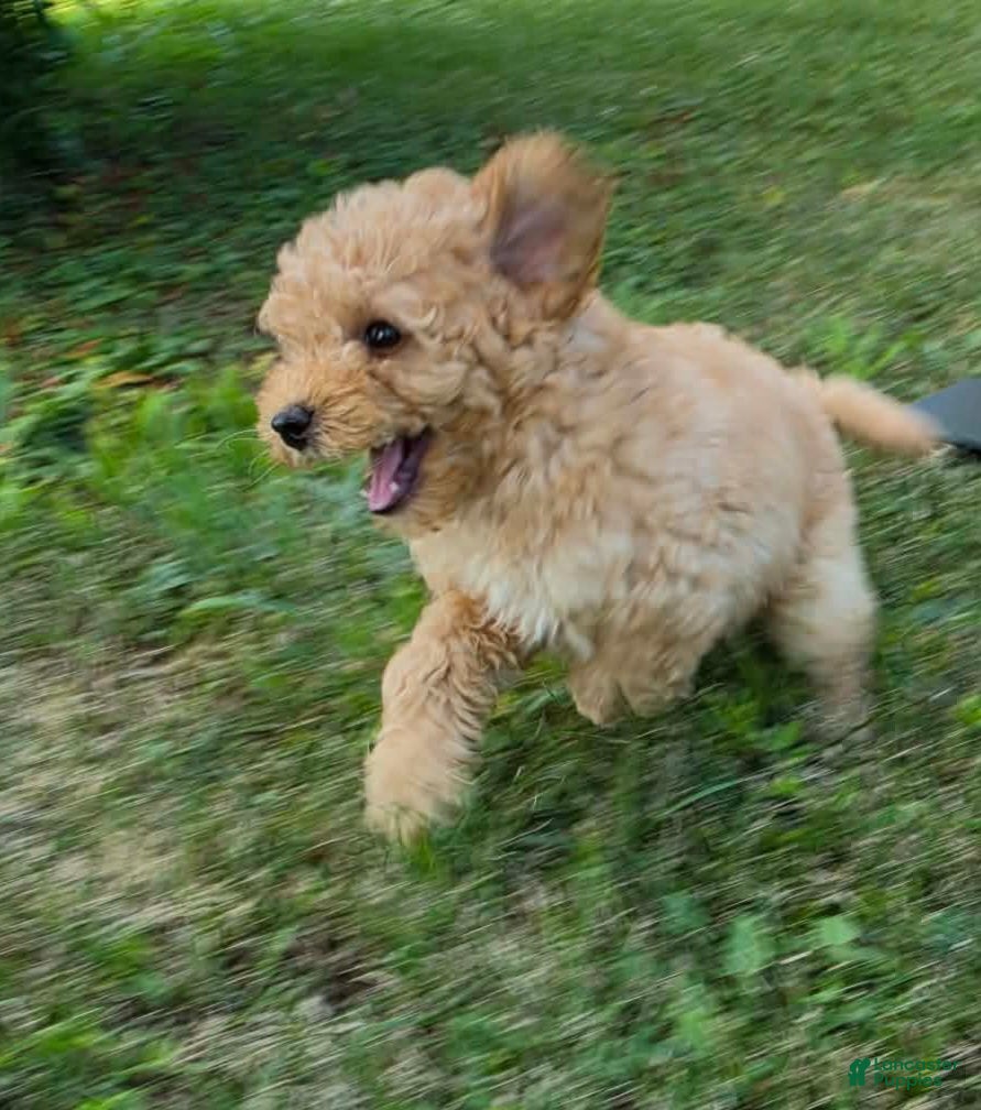 Miniature Poodle dogs Cedar - Ad 9