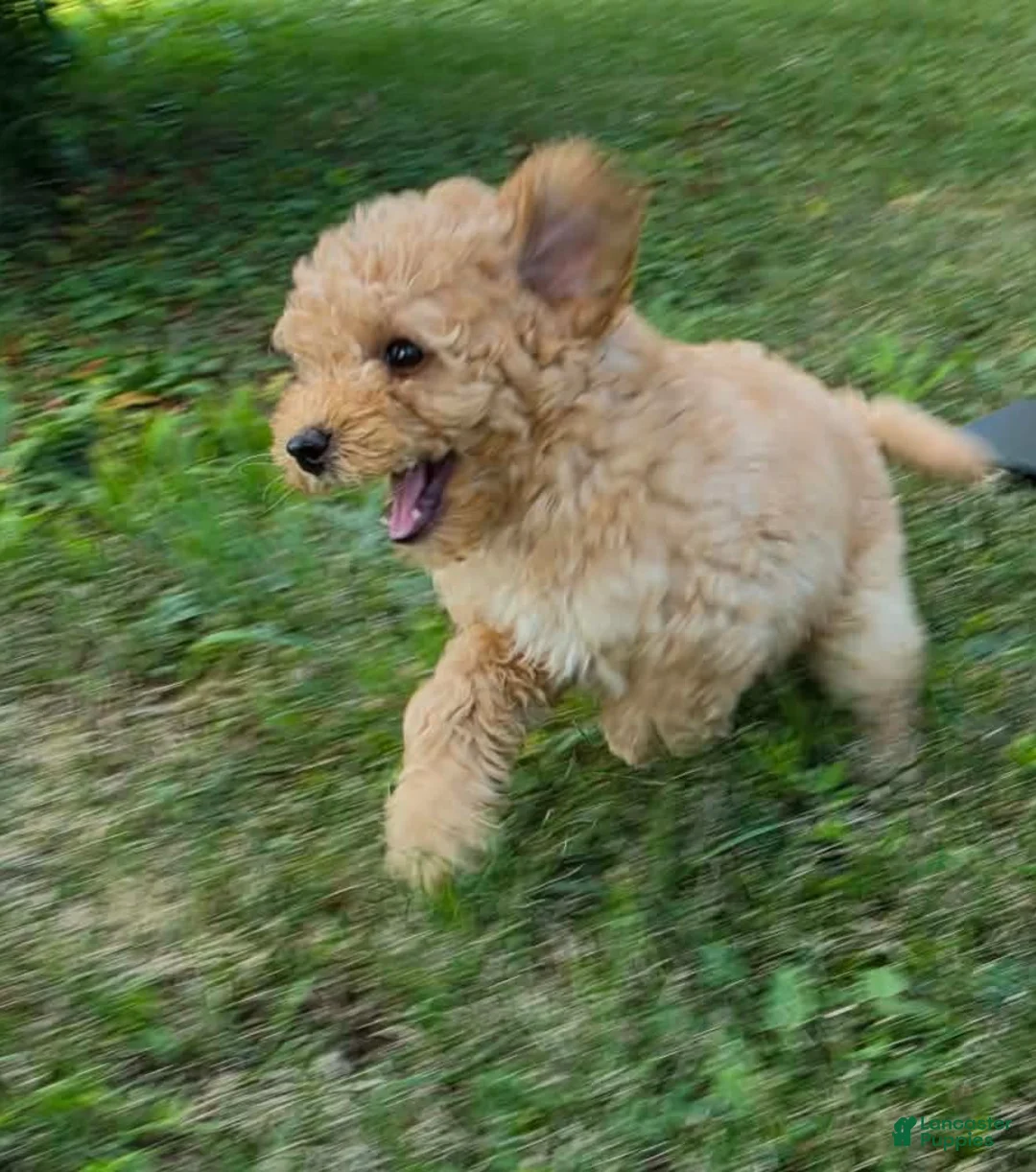 Miniature Poodle dogs for sale: Cedar - Ad 1