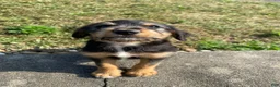 Mixed Breed dogs for sale: Otis - Ad 5