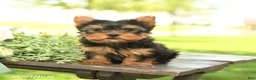Yorkshire Terrier dogs for sale: Lucky - Ad 2