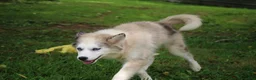 Pomsky dogs for sale: Marshmellow - Ad 3