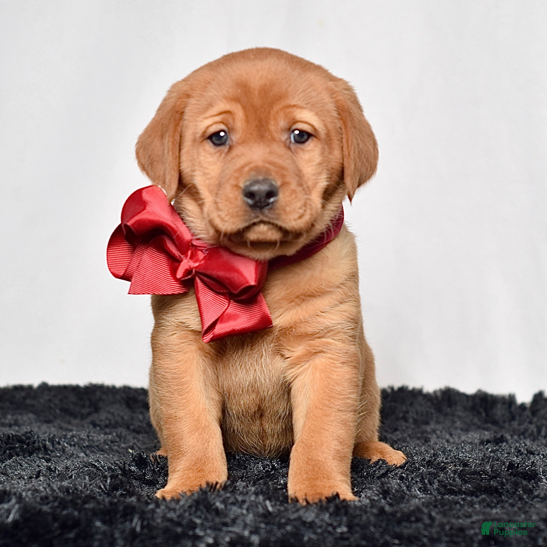 Labrador Retriever dogs Skye - Ad 1