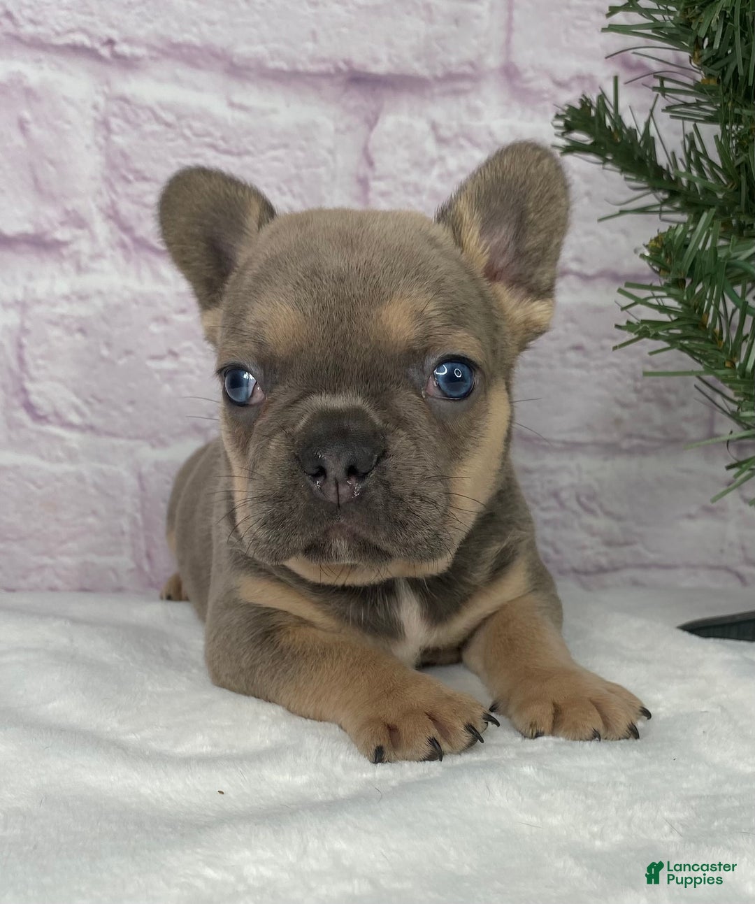 French Bulldog dogs for sale: Mitchell  - Ad 2