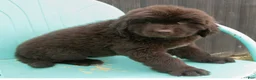 Newfoundland dogs for sale: Amber - Ad 4