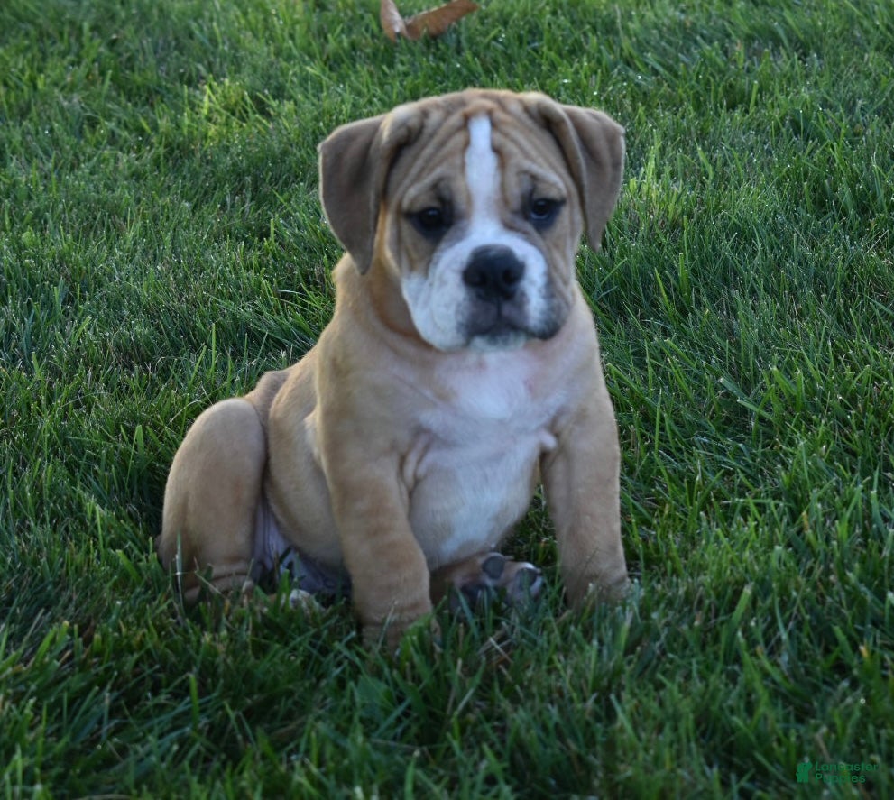 Beabull dogs Molly  - Ad 2