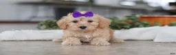 Schnoodle dogs for sale: Piper - Ad 1