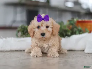 Schnoodle dogs Piper - Ad 7