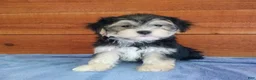 Morkie dogs for sale: Ozzy - Ad 3