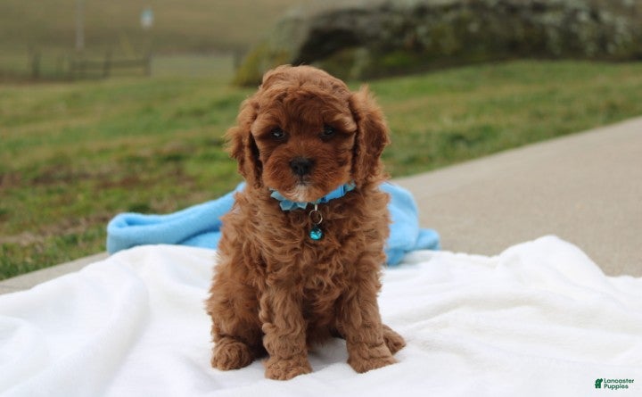 Cavapoo dogs Dexter  - Ad 1