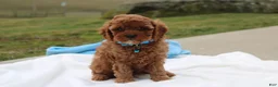 Cavapoo dogs for sale: Dexter  - Ad 1
