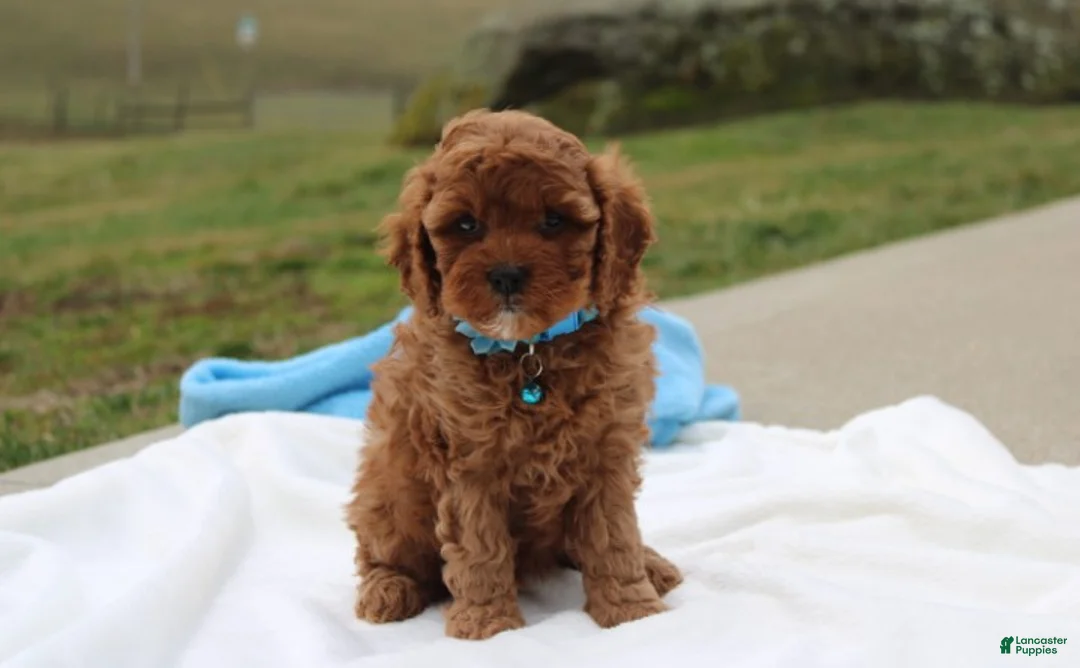 Cavapoo dogs for sale: Dexter  - Ad 1