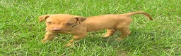 Rhodesian Ridgeback dogs for sale: Rhodesian Ridgeback 6 - Ad 3