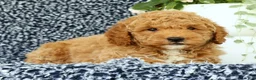 Mini Goldendoodle dogs for sale: Vinny - Ad 4